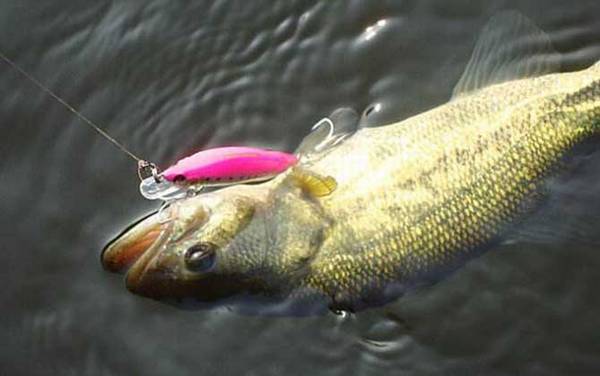 钓鲈鱼哪个月份比较好?