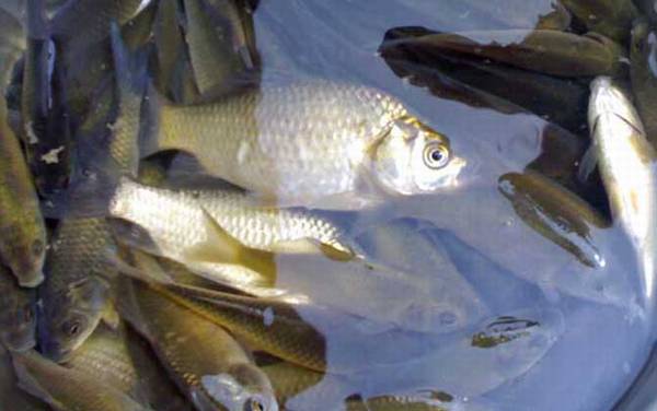 夏天钓鲫鱼怎么选钓点?