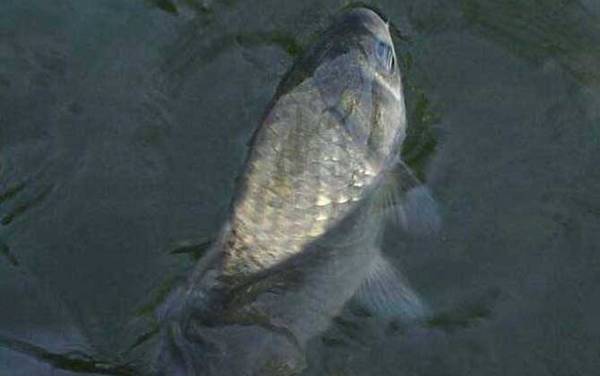 野钓鲫鱼怎么调漂最好?