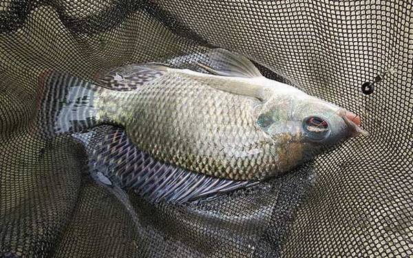 钓罗非鱼什么天气最好?