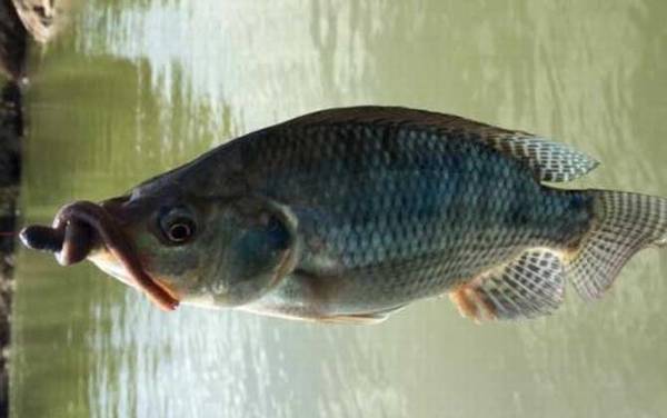 钓罗非鱼什么天气最好?