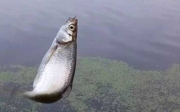 野钓最快速调漂方法