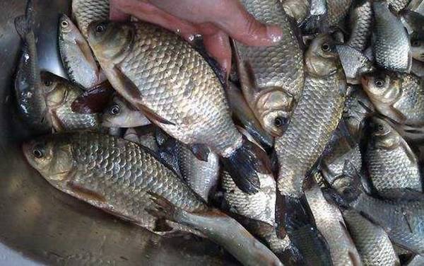 野钓最快速调漂方法