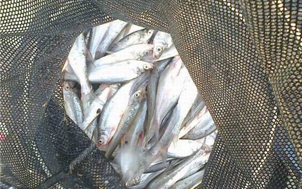 溪流钓有哪些钓法?