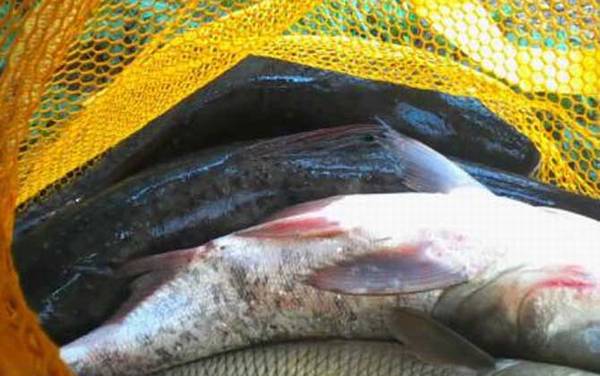 钓鳙鱼实用技巧大全