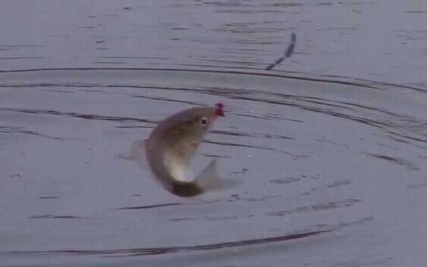 冬季钓鱼南岸好还是北岸好?