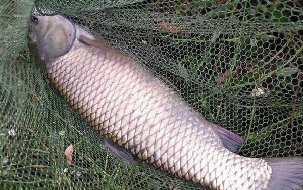 如何才能钓到大鱼?