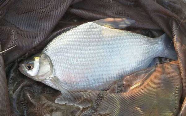 如何才能钓到大鱼?