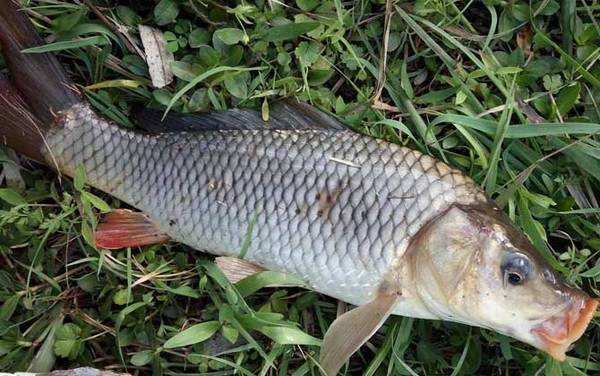 如何才能钓到大鱼?