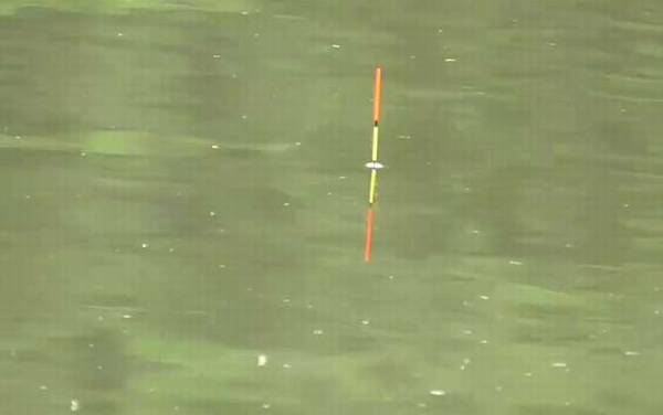 鱼漂怎么调钝和调灵?