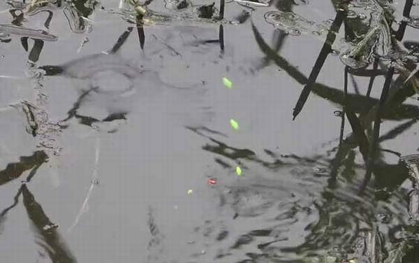 七星漂钓鱼效果怎么样?