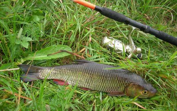 初夏什么鱼好钓?