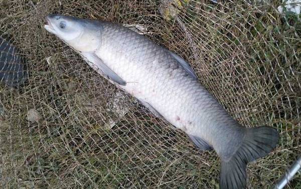 初夏什么鱼好钓?