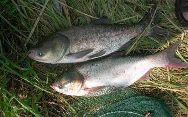 初夏什么鱼好钓?