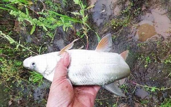 初夏什么鱼好钓?