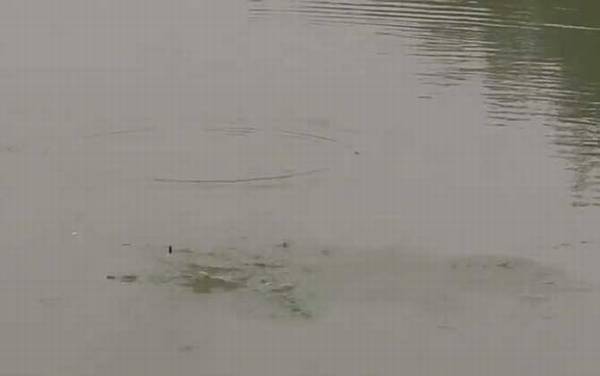 夏季钓鱼小鱼闹窝怎么解决?