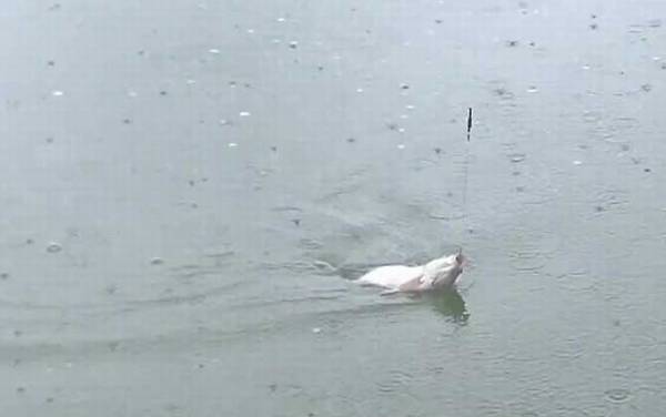 初夏钓鱼天气怎么选择?