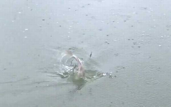 初夏钓鱼天气怎么选择?