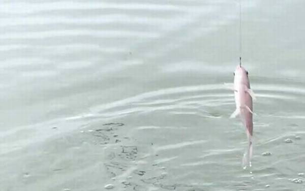 初夏钓鱼天气怎么选择?