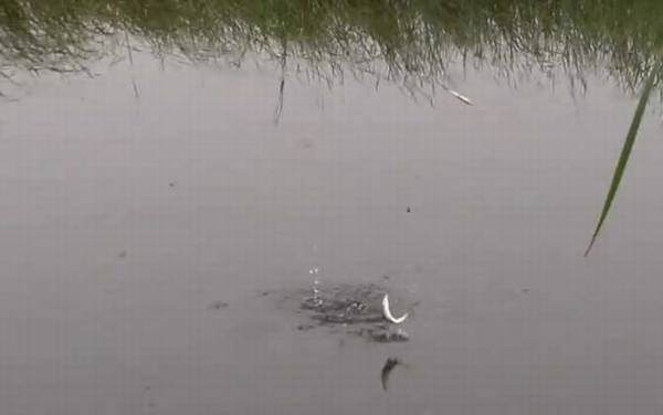 七月钓鱼好钓吗?