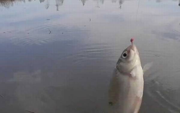 八月份下雨好钓鱼吗?