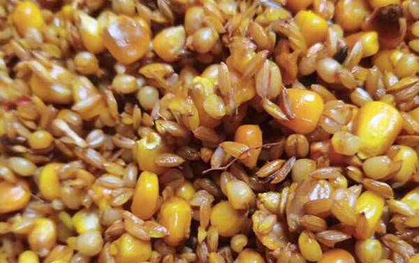 水库钓鱼用玉米好钓吗?