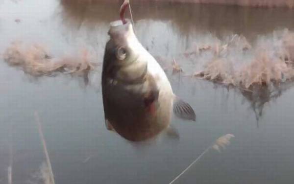 早春钓鱼钓深还是钓浅?