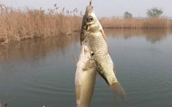 早春钓鱼钓深还是钓浅?