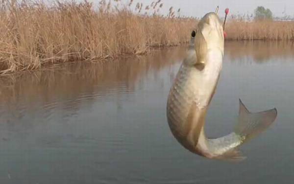 早春钓鱼钓深还是钓浅?