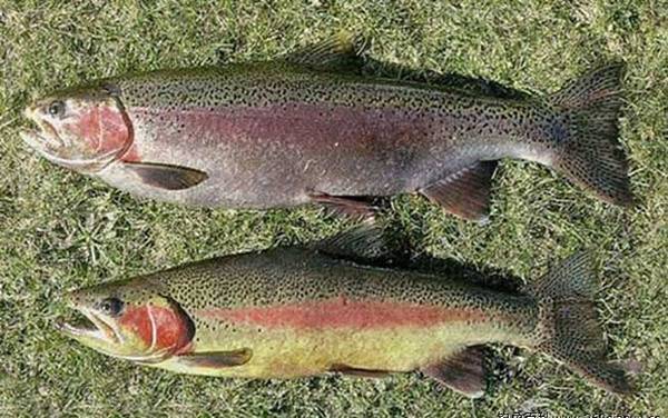 路亚钓虹鳟鱼秘诀及注意事项