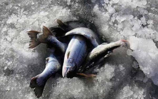 虹鳟鱼晚上可以钓吗?