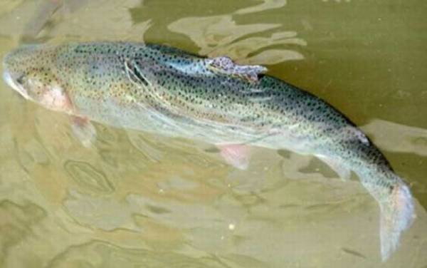 虹鳟鱼晚上可以钓吗?