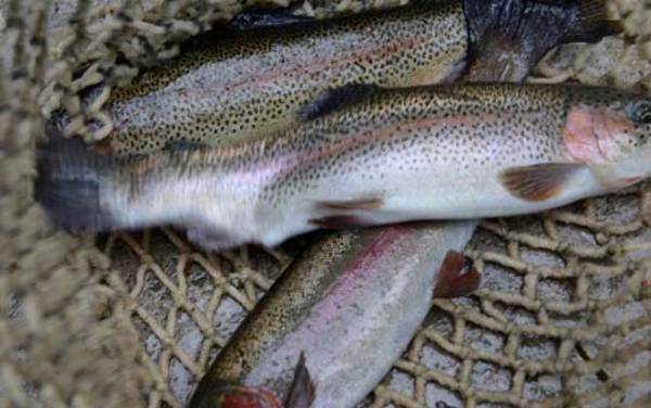 虹鳟鱼晚上可以钓吗?