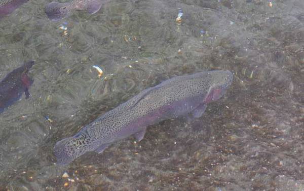 虹鳟鱼晚上可以钓吗?