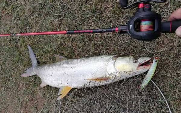 新手怎样抛路亚竿?