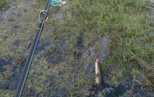 新手怎样抛路亚竿?