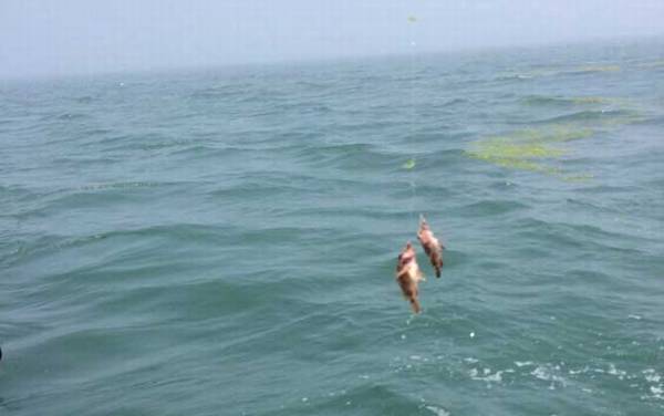 海钓技巧和方法大全