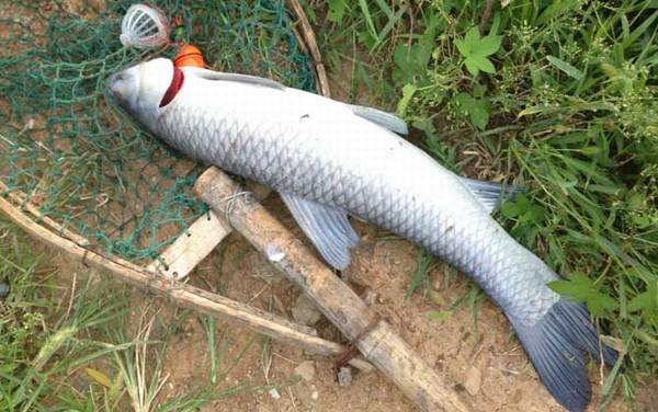 冬天钓青鱼的最佳方法是哪种?