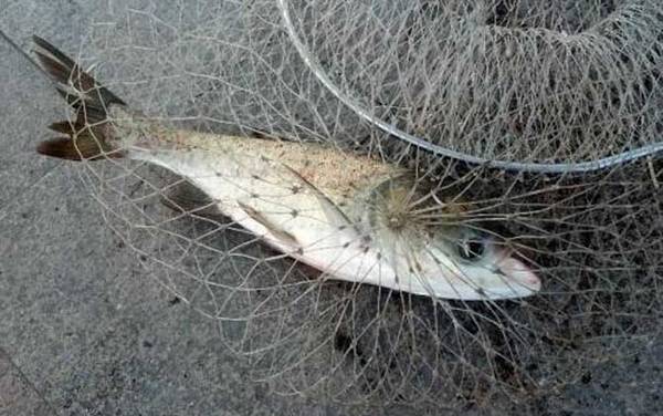 花鲢怎么钓上鱼快?