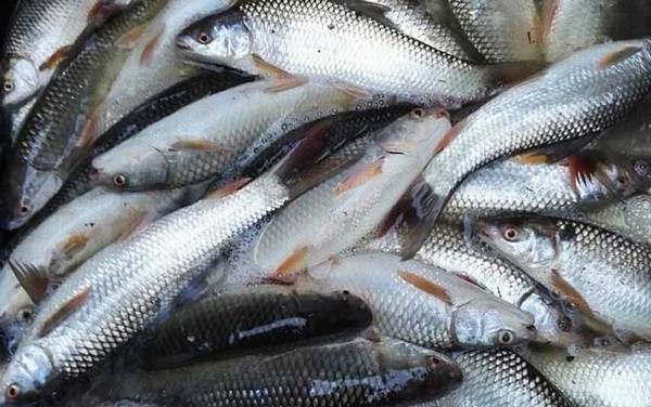 晚上怎样钓土鲮鱼最好?