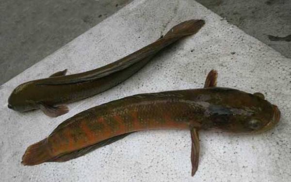 路亚黑鱼季节和最佳时间