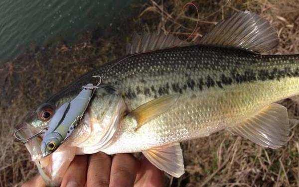 一天中钓鲈鱼最佳时间是什么时候?