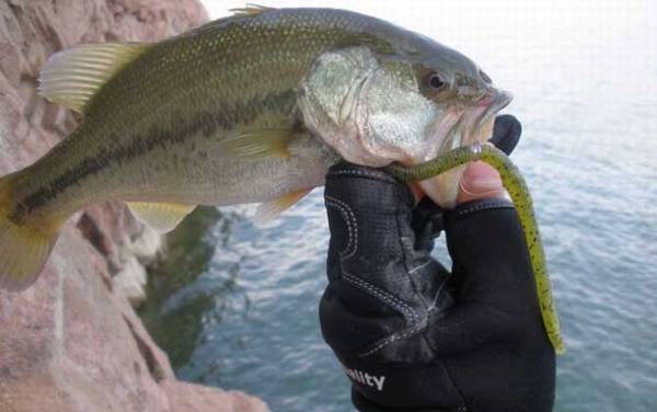 一天中钓鲈鱼最佳时间是什么时候?