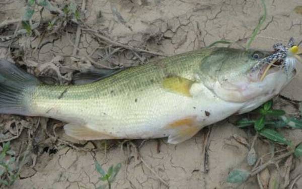 一天中钓鲈鱼最佳时间是什么时候?