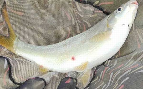 什么天气钓黄尾鱼最好?