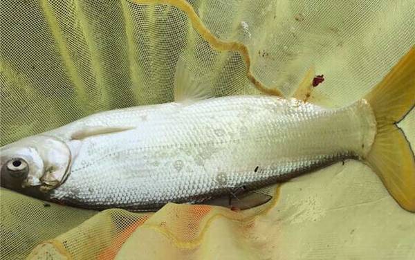 钓黄尾鱼最佳时间是什么时候?