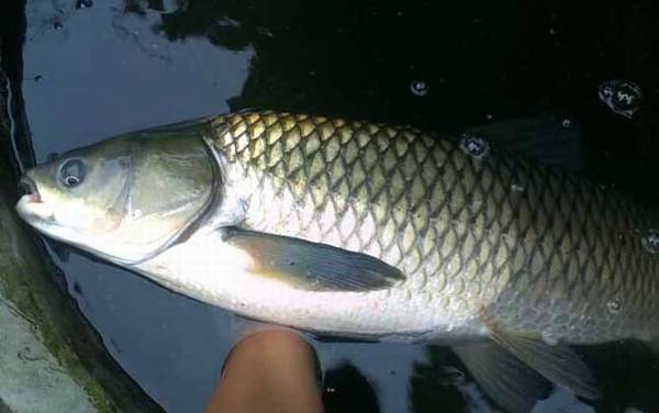 冬天钓草鱼要不要钓底?