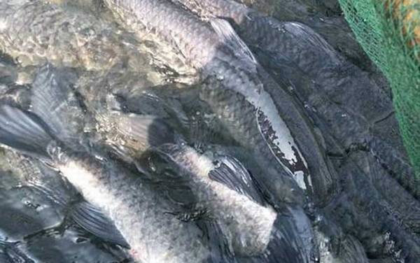 黑坑钓青鱼有几种钓法?