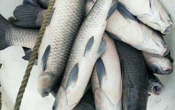 黑坑钓青鱼有几种钓法?