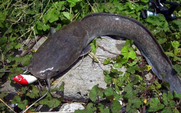 钓鲶鱼怎么调漂最有效?